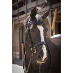 PÉNÉLOPE Pénélope Zaum Smoothie Schwarz Vollblut