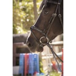 PÉNÉLOPE Pénélope Zaum Smoothie Schwarz Vollblut -Geschäft für Reitsportbedarf ekkia 301 604 302 det1.54b7d5