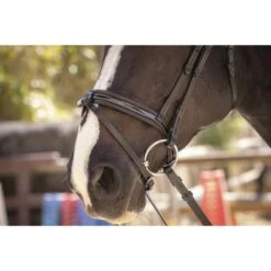 PÉNÉLOPE Pénélope Zaum Smoothie Schwarz Vollblut -Geschäft für Reitsportbedarf ekkia 301 604 302 det2.584e2d