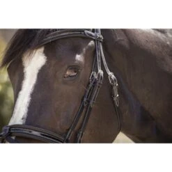 PÉNÉLOPE Pénélope Zaum Smoothie Schwarz Vollblut -Geschäft für Reitsportbedarf ekkia 301 604 302 det6.82b364