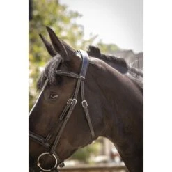 PÉNÉLOPE Pénélope Zaum Smoothie Schwarz Vollblut -Geschäft für Reitsportbedarf ekkia 301 604 302 det7.8b93e2