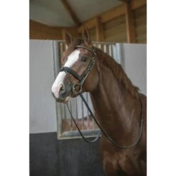 PÉNÉLOPE Pénélope Trense Daily Schokolade -Geschäft für Reitsportbedarf ekkia penelope daily hoofdstel 2.b1630a