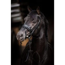 HB Trense Showtime Evalira Blau/Schwarz -Geschäft für Reitsportbedarf hb 361 blue.e7ec95