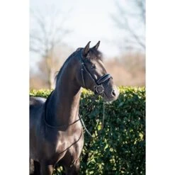 HB Trense Showtime Evalira Blau/Schwarz -Geschäft für Reitsportbedarf hb 361b.bc394d