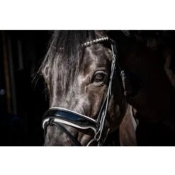 HB Showtime Trense Special Guy Schwarz -Geschäft für Reitsportbedarf hb 363 zwart wit.907be6