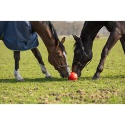 Maximus Ball Fun Play Grün -Geschäft für Reitsportbedarf hof 277366.517a4b 3