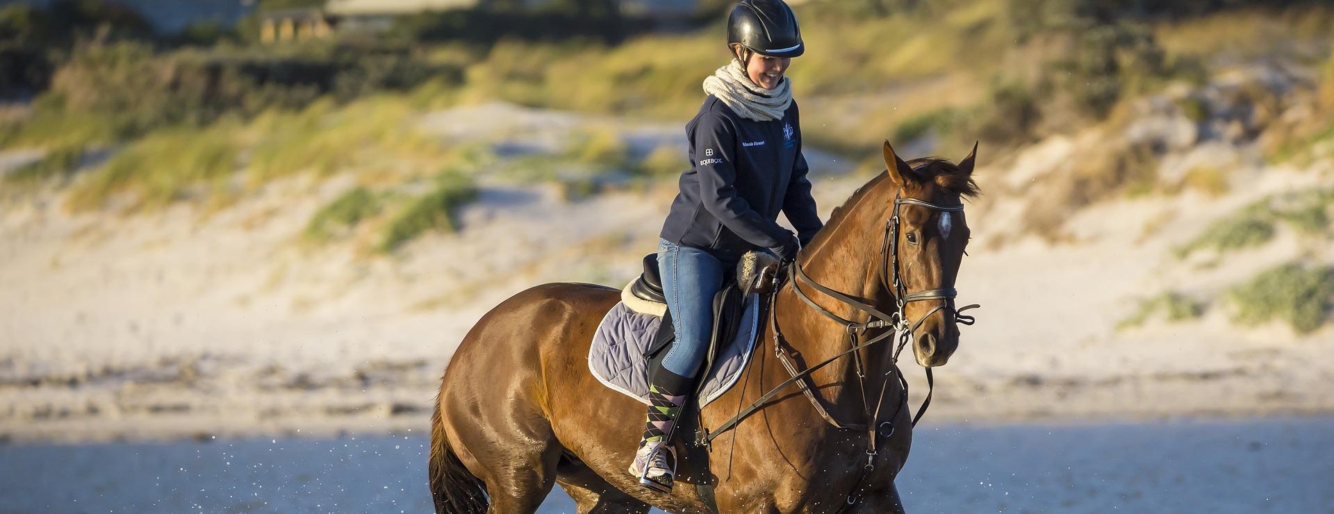 Geschäft für Reitsportbedarf -Geschäft für Reitsportbedarf horse 4475581 1920