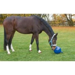 Kerbl Spielball F. Pferde Rot 25cm -Geschäft für Reitsportbedarf ke 323991.f5908f 1