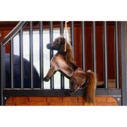 Kentucky Horsewear Kentucky Relax Horse Toy Tableux -Geschäft für Reitsportbedarf kentucky 657a21206d47c 37608f92edf5e3ad282d738e9ad03643f567eaf4 82155 05 100.481e20