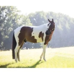 Kentucky Horsewear Kentucky Relax Horse Toy Alvin -Geschäft für Reitsportbedarf kentucky 65835cba12896 8444963edeeb608bfeb96cbe5df0ac613d4d9898 82155 25 100.7e5b7b