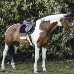 Kentucky Horsewear Kentucky Springsatteldecke Corduroy Schwarz Warmblut -Geschäft für Reitsportbedarf kentucky spring zadeldekje corduroy bordeaux 2.f41e04